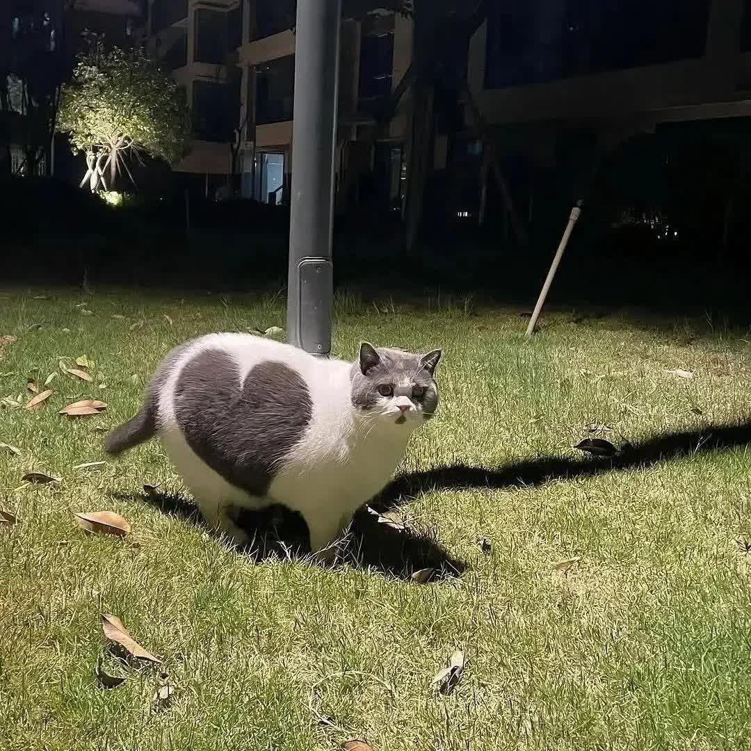 گربه😺 — فانتزی و جذاب باهوشک