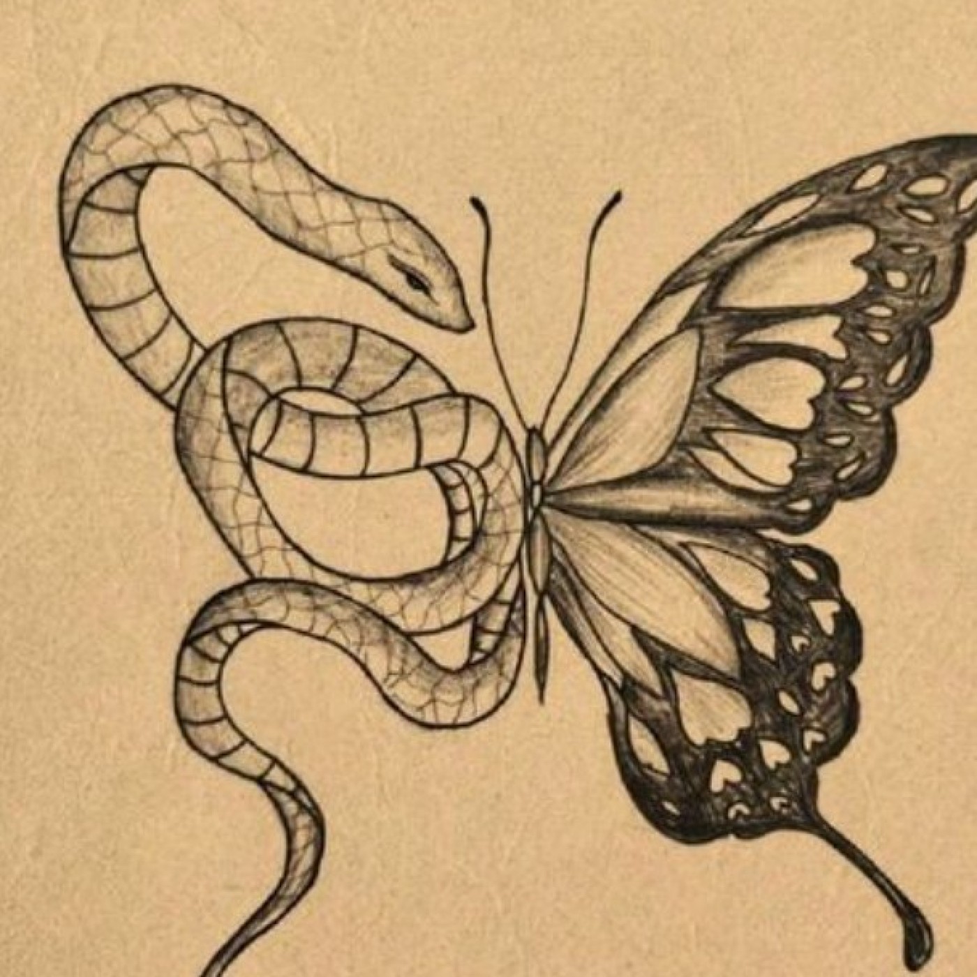 اسکچ پروانه — نقاشی و رنگ آمیزی باهوشک