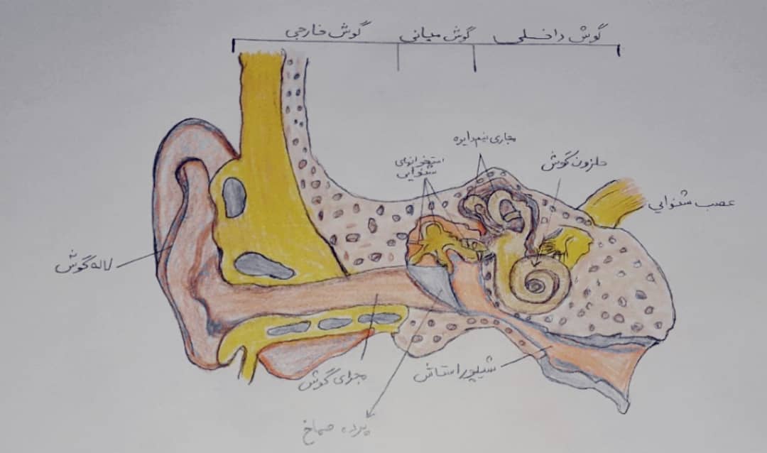 حس شنوایی — پنجم دبستان باهوشک