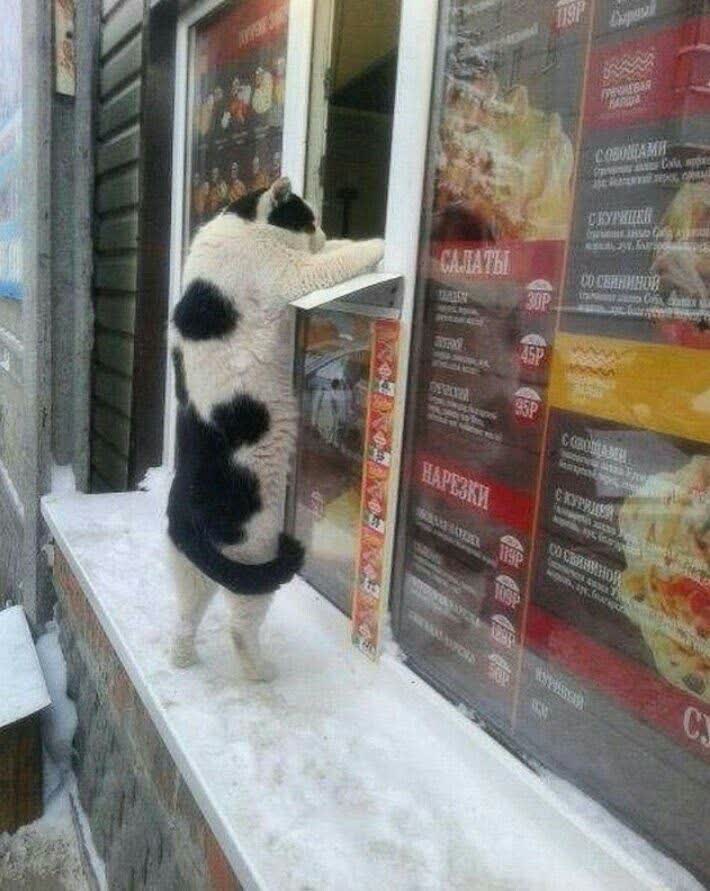 گربه😺 — فانتزی و جذاب باهوشک