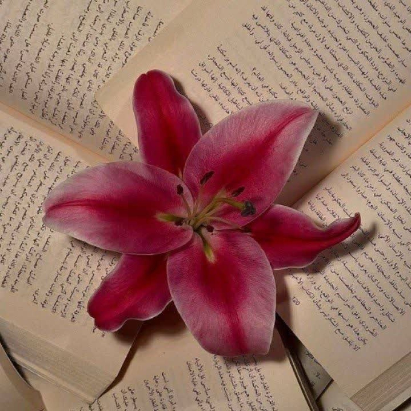 عکس گل لیلیوم — نقاشی و رنگ آمیزی باهوشک