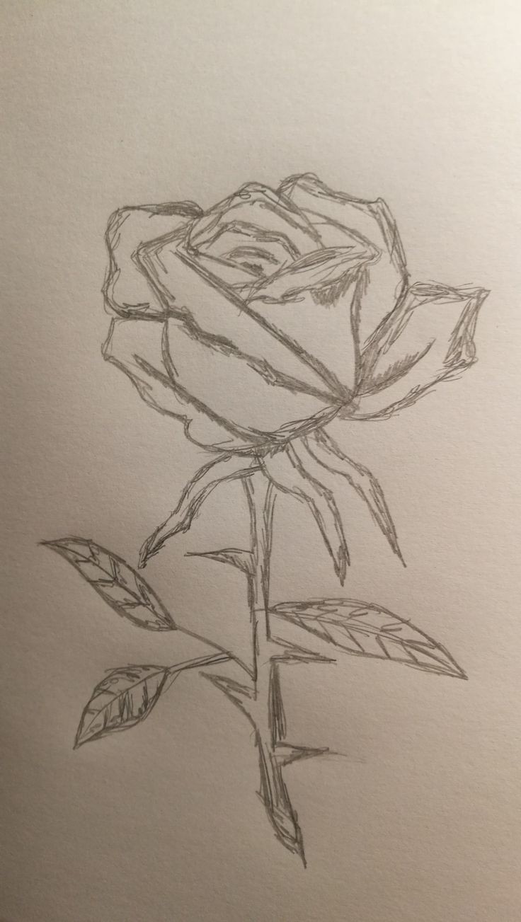 نقاشی گل رز