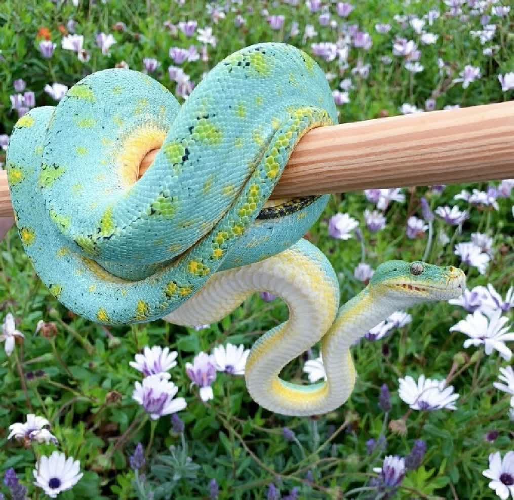 مار پاستیلی🐍 — فانتزی و جذاب باهوشک