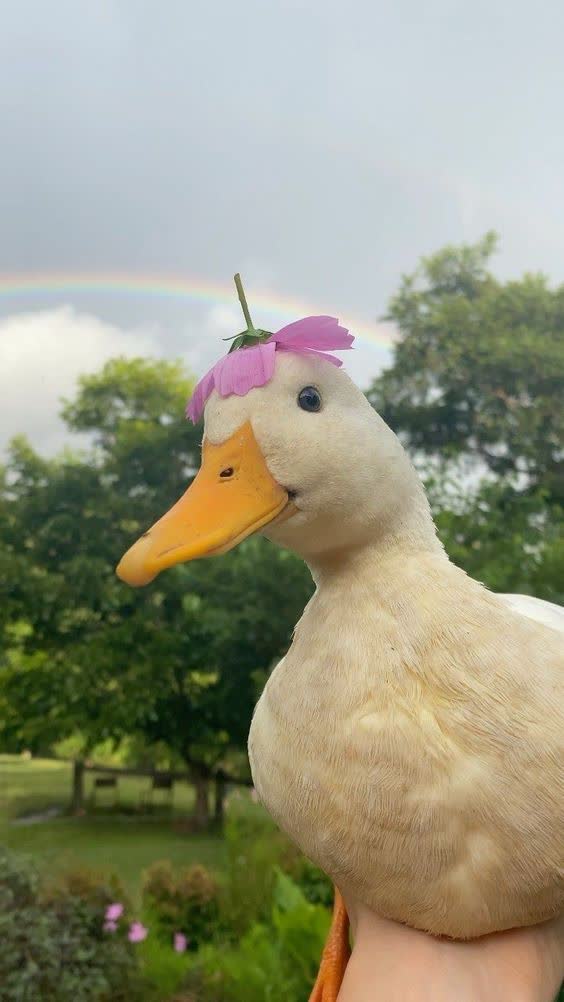اردک🦆